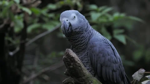 Grey parrot jaco performs its song on a blurred background Stock Footage 311990639