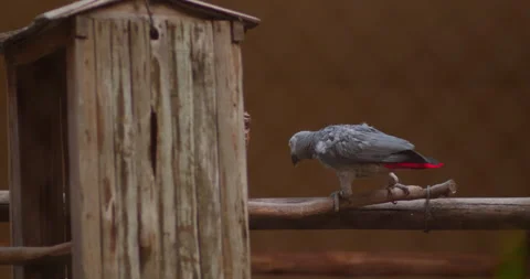 Grey Parrot pecking a stick from its home in a cage Stock Footage 284048845