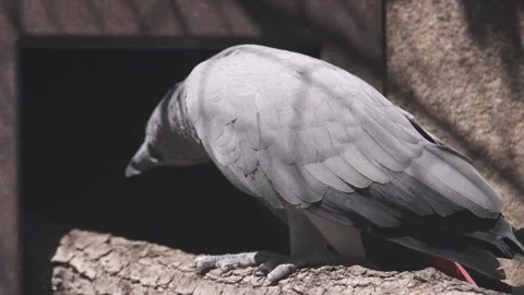 Grey parrot, Perroquet jaco, walking on a branch at a zoo attraction Stock Footage 252248951
