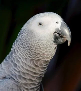 Grey Parrot Stock Photos