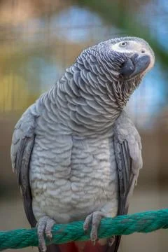 Grey Parrot Stock Photos