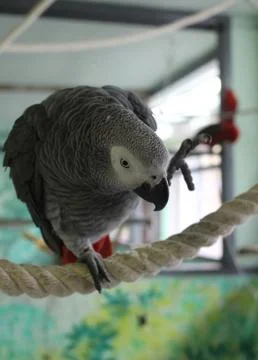 Grey parrot Foto stock