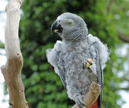 Grey Parrot. Stock Photos