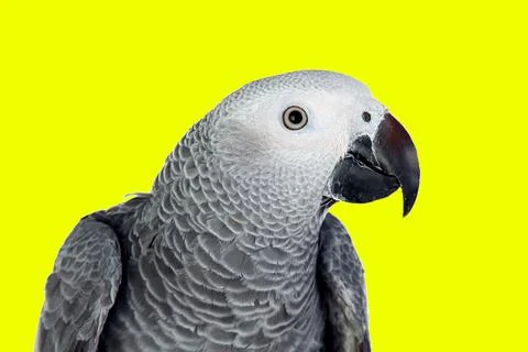Grey parrot Foto stock