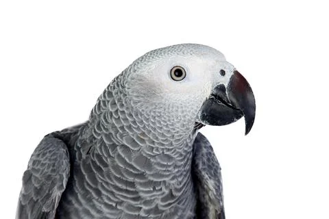 Grey parrot Foto stock