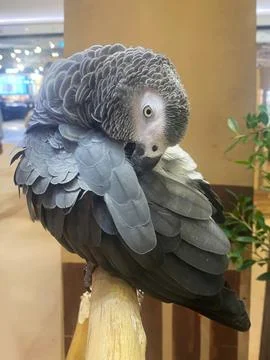 Grey Parrot Preening Stock Photos