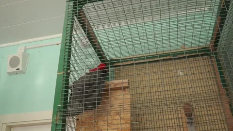 Grey parrot Psittacus erithacus, Congo grey parrot, is African parrot in family Stock-Footage 321151557