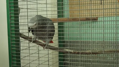 Grey parrot Psittacus erithacus, Congo grey parrot, is African parrot in family Video stock 321152867