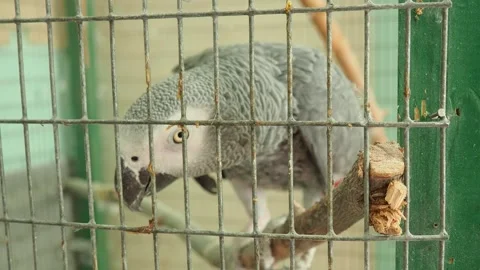 Grey parrot Psittacus erithacus, Congo grey parrot, is African parrot in family Video stock 321153003