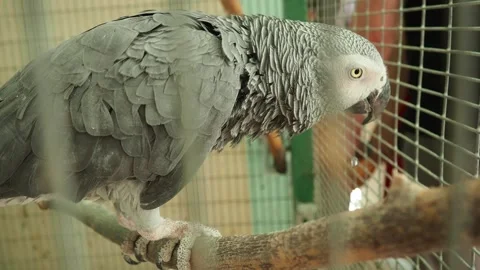 Grey parrot Psittacus erithacus, Congo grey parrot, is African parrot in family Stockbeeldmateriaal 321613356