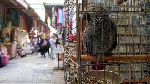 Grey parrot sitting in cage on bazaar in Jerusalem Old City Stock Footage 82281759