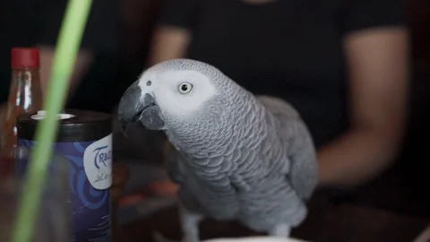 Grey Parrot On A table In Restaurant Stock Footage 100448126
