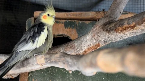 Grey parrotlet in a cage Видео 75647664