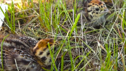 Grey Partridge Chicks Close Up Camouflaged in Wild Grass Stock Footage 338001824