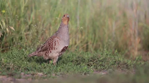 Grey partridge on the edge of the field Stock Footage 63455239
