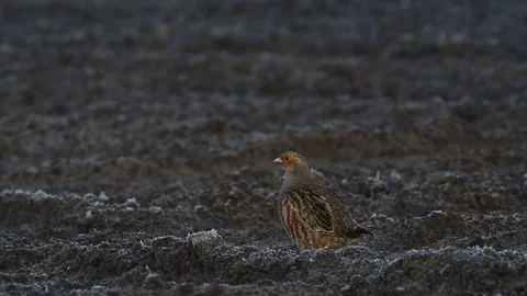Grey partridge on the field Stock Footage 82856394