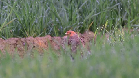 Grey partridge on the field Stock Footage 93308053