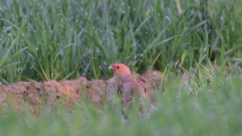 Grey partridge in the field, spring Stock Footage 93299230