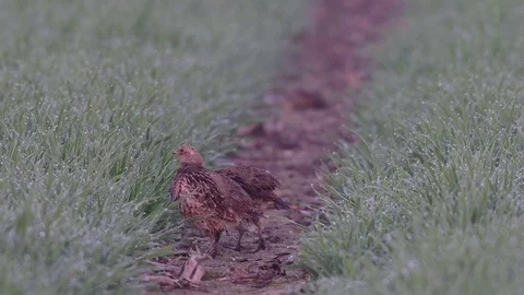 Grey partridge pair in the field Stock Footage 93172466