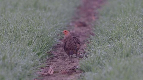 Grey partridge pair on the field Stock Footage 93175440