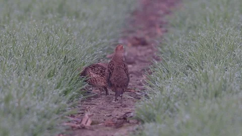 Grey partridge pair on the field Stock Footage 93181060
