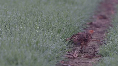 Grey partridge pair in the field, spring Stock Footage 96490425