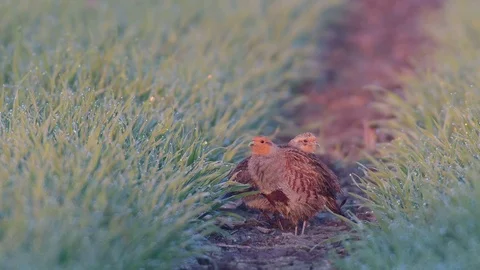 Grey partridge pair in the field, spring Stock Footage 97821491