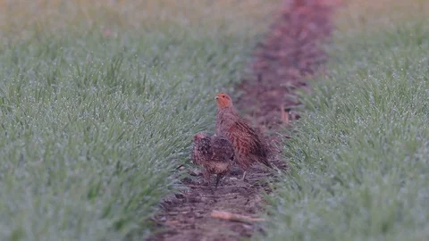Grey partridge pair in the field, spring Stock Footage 97824120