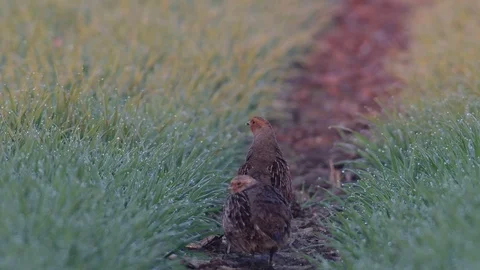 Grey partridge pair in the field, spring Stock Footage 97826312