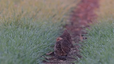 Grey partridge pair sit in the field, spring Stock Footage 97869007