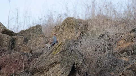 Grey Partridge Perdix perdix. Bird is hiding in the wild Stock-Footage 237471272