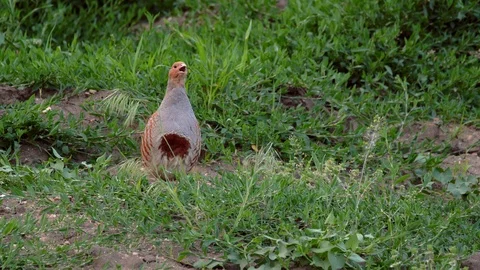 Grey partridge (Perdix perdix) calling Video stock 116278484