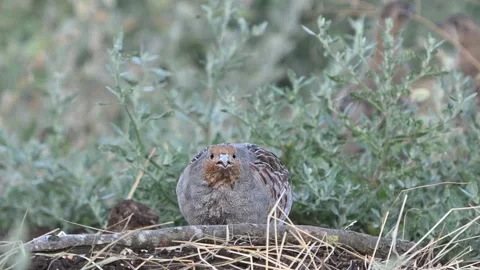 Grey Partridge Perdix perdix, drinking from a puddle in the wild. Stock Footage 320364988