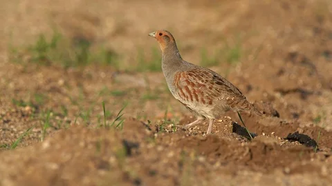 Grey partridge (Perdix perdix) foraging for food Stock Footage 116292359