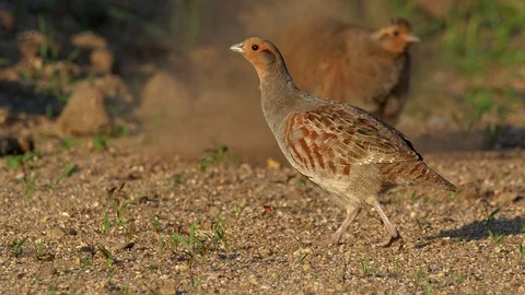 Grey partridge (Perdix perdix) foraging for food Stock Footage 121732696