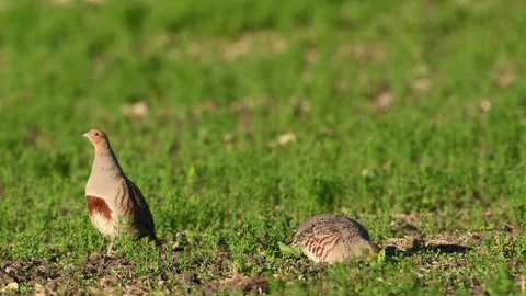 Grey Partridge Perdix perdix foraging in the field. Slow Motion Stock-Footage 310575499