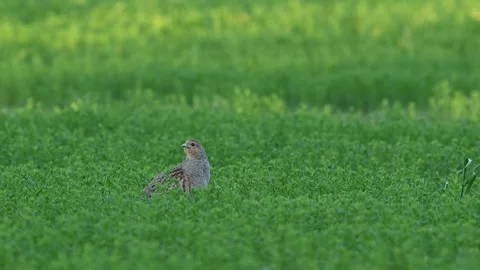 Grey Partridge (Perdix perdix) Foraging and Walking in Natural Habitat, Wildlife Stock-Footage 332678962