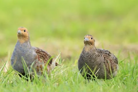 Grey partridge Perdix perdix, foraging Stock Photos