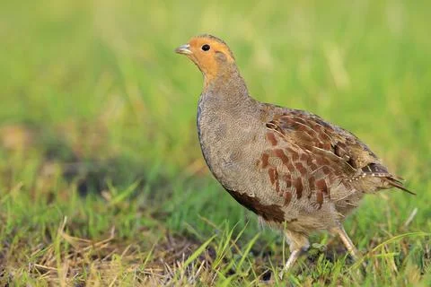 Grey partridge Perdix perdix, foraging Stock Photos