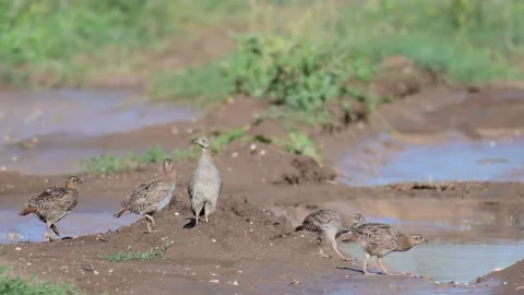 Grey Partridge Perdix perdix. A group of birds in the wild Stock Footage 230180949