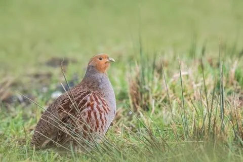 Grey partridge Perdix perdix sphagnetorum Stock Photos
