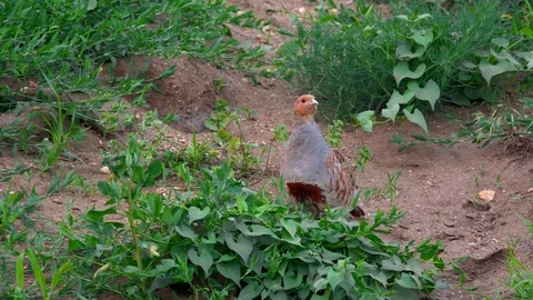 Grey partridge (Perdix perdix) taking off Stock Footage 116292711