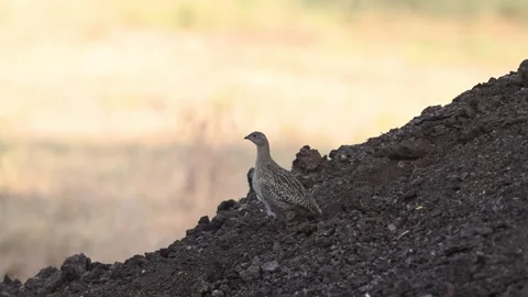 Grey Partridge Perdix perdix taking off from an earthen mound. Stock-Footage 317117683