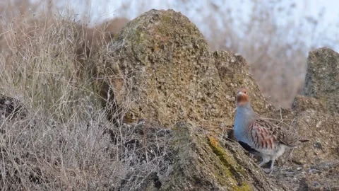 Grey partridge. Perdix, perdix in the wild Stock-Footage 225514805