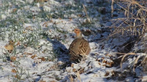 Grey partridge on the snow Stock Footage 87299133
