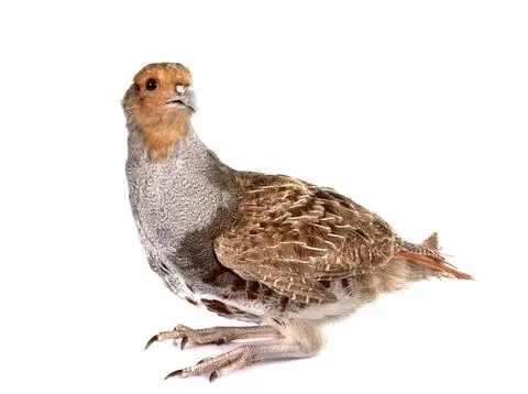 Grey partridge in studio Foto stock