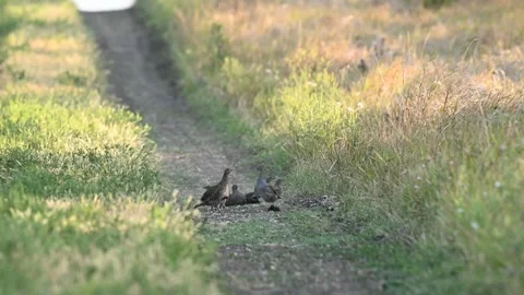 Grey Partridges (Perdix perdix) Running and Kicking Up Dust in Wild Nature, Slow Stock-Footage 331098779