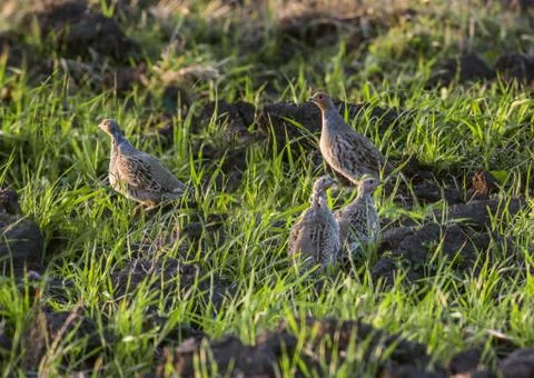 Grey Partridges 스톡 사진