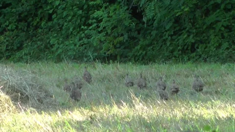 Grey partridges running away Stock Footage 153277683