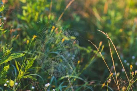 Grey paving texture Stock Photos